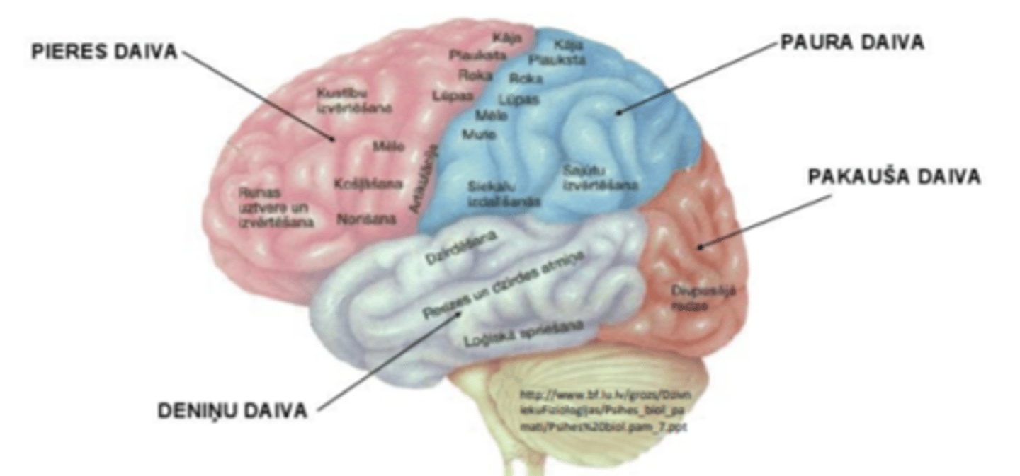 <p>tur ir iesaistīti ne tikai primārie, bet arī sekundārie un trešējie garozas lauki. Šeit nervu impulsi transformējas konkrētās sajūtās un tēlā, veidojot arī organisma atbildes reakciju</p>