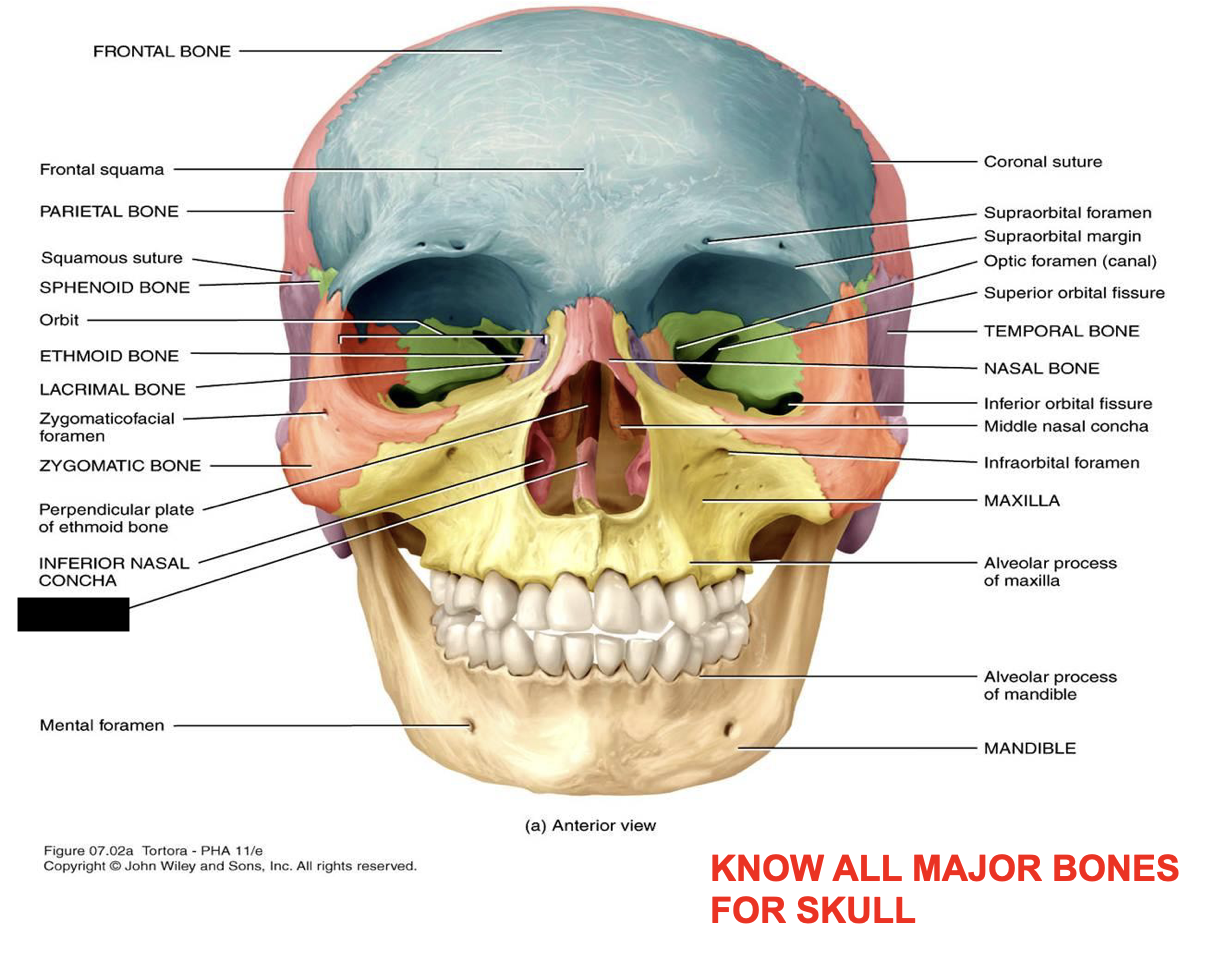 this is the skull, what major bone is this?