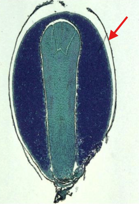 <p>What is being indicated on the Pinus Mature Seed?</p>