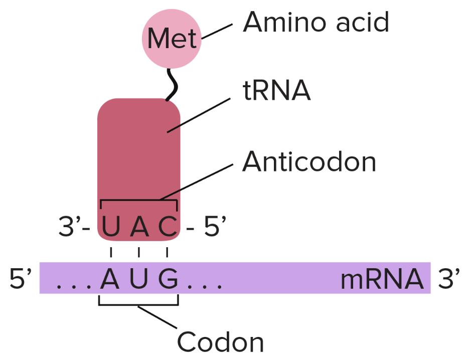 <p>How does a tRNA recognize one codon? (slide 8)</p>