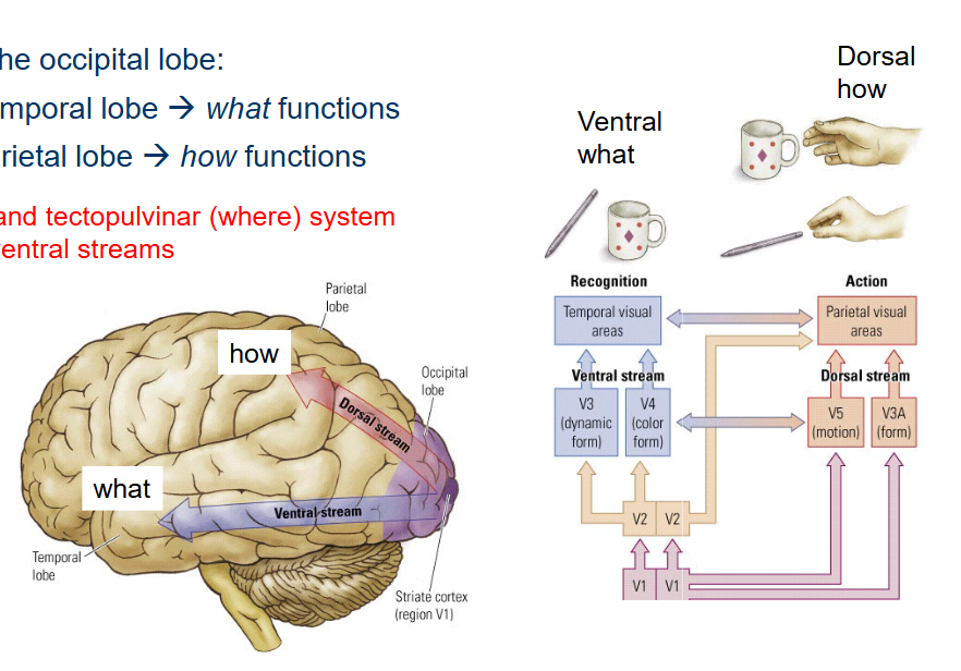 <ol><li><p>Ventral stream to the Temporal lobe.</p><ul><li><p><em>What</em> functions</p></li></ul></li><li><p>Dorsal stream to the Parietal lobe.</p><ul><li><p><em>How</em> functions</p></li></ul></li></ol><p></p>