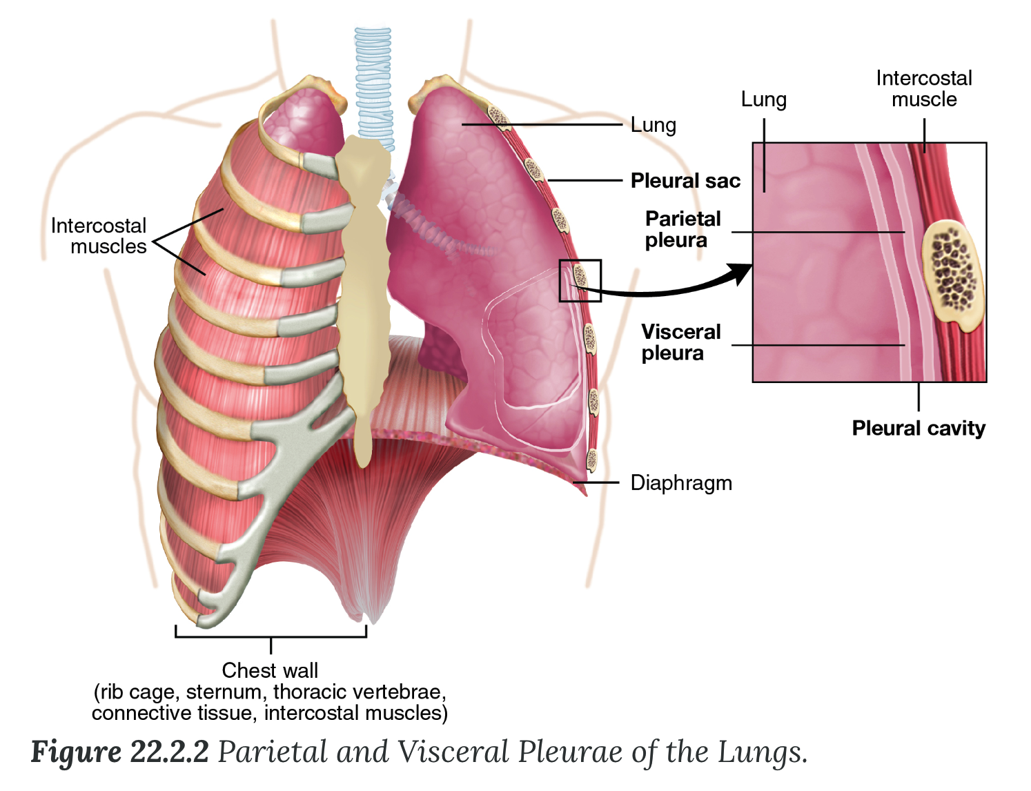 <p><strong>Pleura of the Lungs</strong></p><ul><li><p>is a serous membrane that surrounds the lung</p><ul><li><p>produce pleural fluid and create cavities that separate the major organs</p></li></ul></li><li><p>right and left pleurae, which enclose the right and left lungs, respectively, are separated by the ______</p><ul><li><p><strong>Visceral pleura</strong></p><ul><li><p>layer that is superficial to the ___</p></li><li><p>extends into and lines the lung ____</p></li></ul></li><li><p><strong>Parietal pleura</strong></p><ul><li><p>outer layer that connects to the ____ wall, the mediastinum, and the diaphragm</p></li></ul></li><li><p>visceral and parietal pleurae connect to each other at the ____</p></li></ul></li><li><p><strong>Pleural cavity</strong></p><ul><li><p>space between the visceral and parietal layers</p></li></ul></li><li><p><strong>Pleural fluid</strong></p><ul><li><p>secreted by mesothelial cells from both pleural layers and acts to _____ their surfaces</p></li></ul></li><li><p><strong>______ muscles</strong></p><ul><li><p>superficial to the pleural of the lungs</p></li></ul></li></ul>