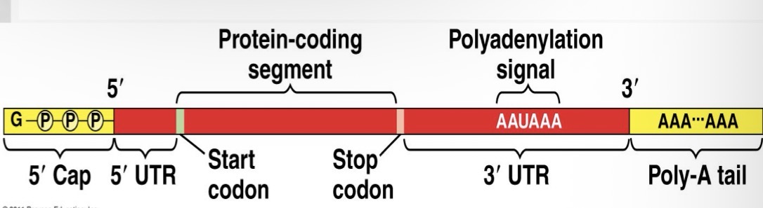 <ul><li><p>The 5’ G-P-P-P region protects the mRNA from being degraded by enzymes in the cytoplasm. It also provides a site to signal ribosomes where to attach</p></li><li><p>The poly-A tail (AAA- AAA) inhibits mRNA degradation and facilitates export out of the nucleus</p></li><li><p>A DNA gene sequence that is 27,000 nucleotides long may produce an mRNA molecule that is only 1,200 nucleotides long</p></li></ul><p></p>