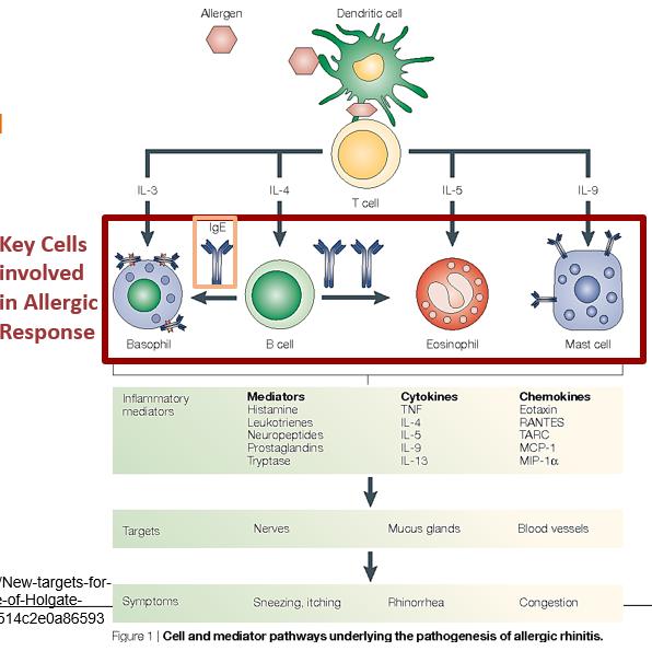 <ul><li><p><strong>Key cells involved: </strong>CD4 Th2 cells, IgE-producing B cells, mast cells, eosinophils, and basophils.</p><p></p></li><li><p><strong>Cytokines</strong>: IL-4, IL-5, IL-13 help signal immune responses.</p></li><li><p><strong>IgE</strong>: Binds to allergens and activates cells like mast cells and basophils.</p></li><li><p><strong>Mediators</strong>: Histamine, prostaglandins, and leukotrienes are released by these cells, leading to inflammation and allergic symptoms like sneezing, itching, and congestion.</p></li></ul><p></p>