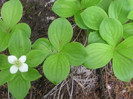 <p><em>Cornus canadensis</em></p>