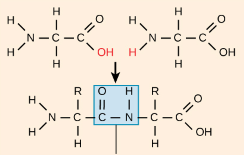 <p>bond creating amino acid chains or polymers</p>