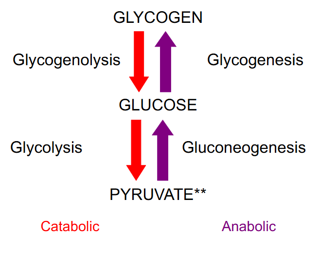 <p>- Glycogen is branch chain glucose, storage molecules for glucose found in many cells</p><p>- Glycogenolysis releases one glucose one at a time</p><p>- When we build up glycogen, the process is called glycogenesis and we build it up one at a time</p><p>- the glucose attach to a molecule called glycogenin. we need to have a few glucose attached to glycogenin before you can start to build up more and more glucose as glycogen stores</p>