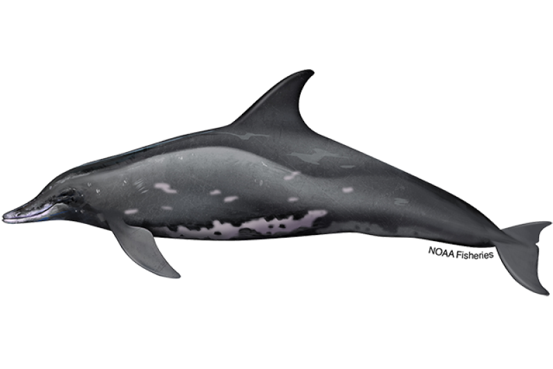 Identify the scientific name of the rough-toothed dolphin.
