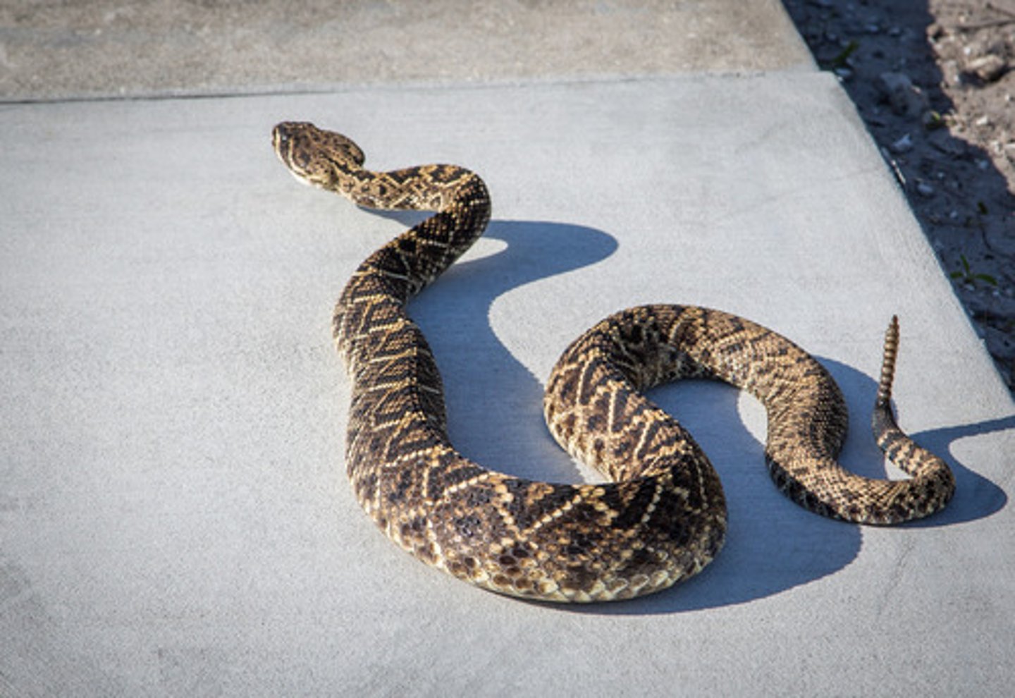 <p>pit viper with horny segments at the end of the tail that rattle when shaken</p>