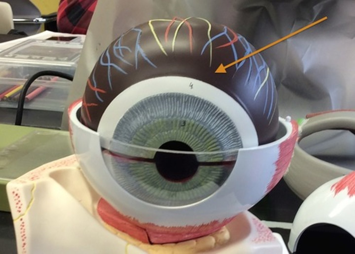 <p>Middle vascular layer providing blood supply to retina</p>