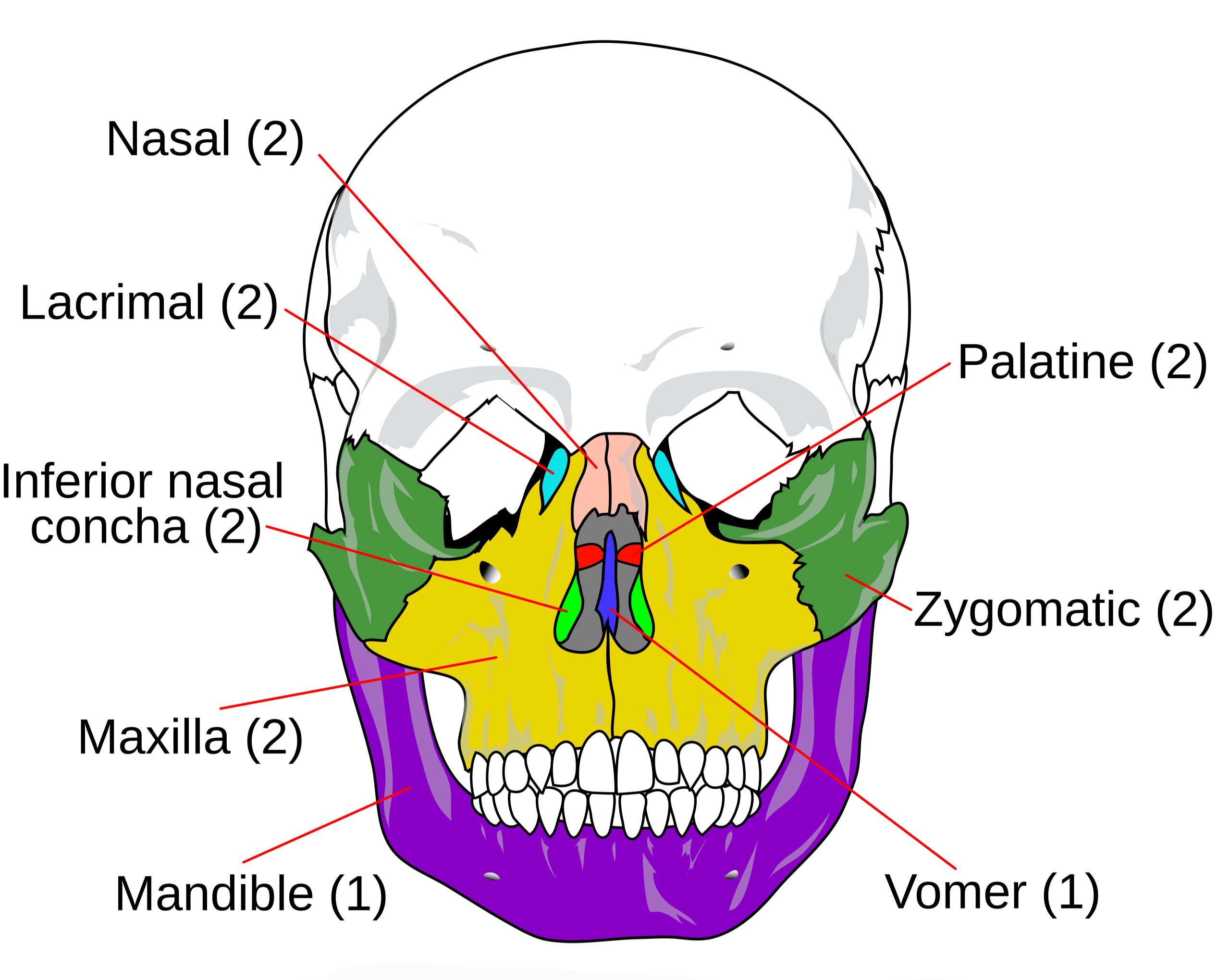 <p>Os nasale / Os lacrimale / Os zygomaticum / Palatum osseum (o. incisivum, maxilla, o. palatinum) / Vomer / Mandibula / Os pterygoideum</p>