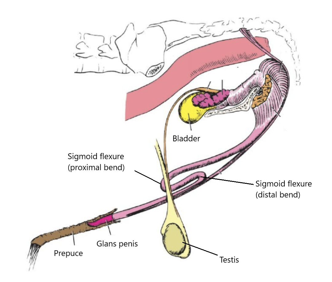 <p>The <strong>sigmoid flexure </strong>is a bend in the body of the penis</p><ul><li><p>Is found ventral to the pelvis, within the body</p></li></ul><p></p><p>When the penis is NOT erect, the body is “thrown” into a sigmoid flexure conformity and is drawn into the prepuce</p><ul><li><p>During erection, blood flowing into the cavernous spaces straightens out the flexure </p></li></ul><p></p><p><strong>Function: </strong>draws penis into prepuce when not erect</p><p></p>