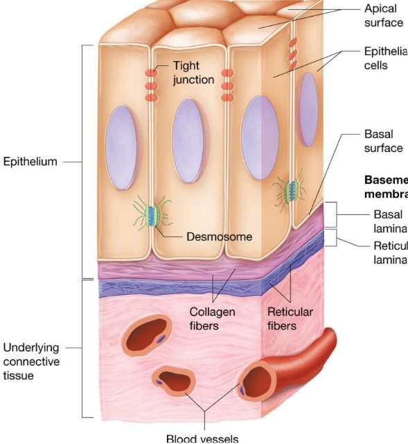 <ul><li><p><strong><u>Basement membrane</u></strong>: resists stretching &amp; tearing, reinforces sheet</p></li><li><p><strong><u>Basal lamina</u></strong>: specialized ECM secreted by epithelium, collagen fibers</p></li><li><p><strong><u>Reticular lamina</u></strong>: deep to basal lamina, thicker fibers</p></li></ul><p></p>