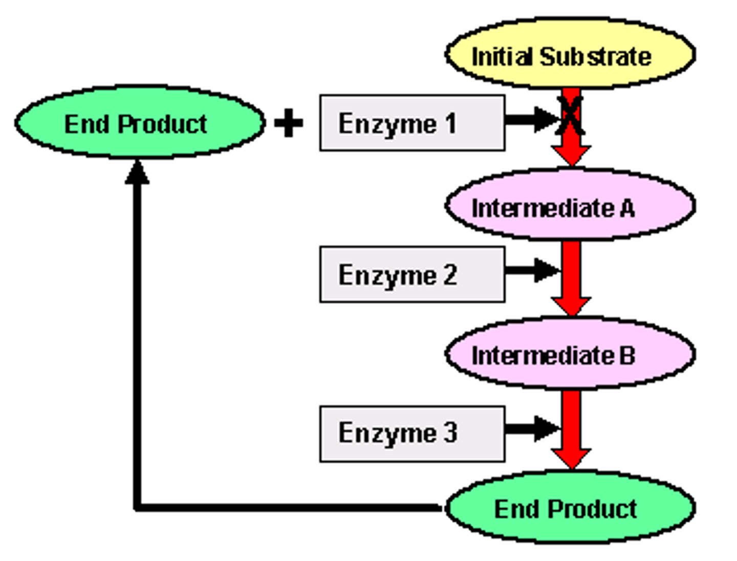 <p>This is a process where a high concentration of a product of a metabolic pathway acts as an inhibitor (usually of the first enzyme) in the reaction that was making it. This is achieved by the end-product binding with the allosteric site of the first enzyme, thus bringing about inhibition. As the existing end-product is used up by the cell, the first enzyme is reactivated.</p>