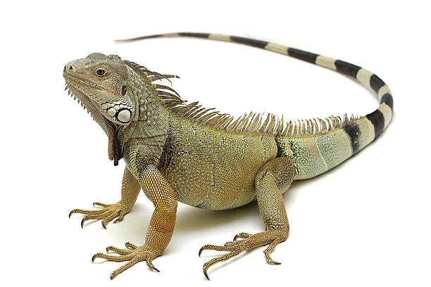 <p>Iguania, Iguanidae</p>