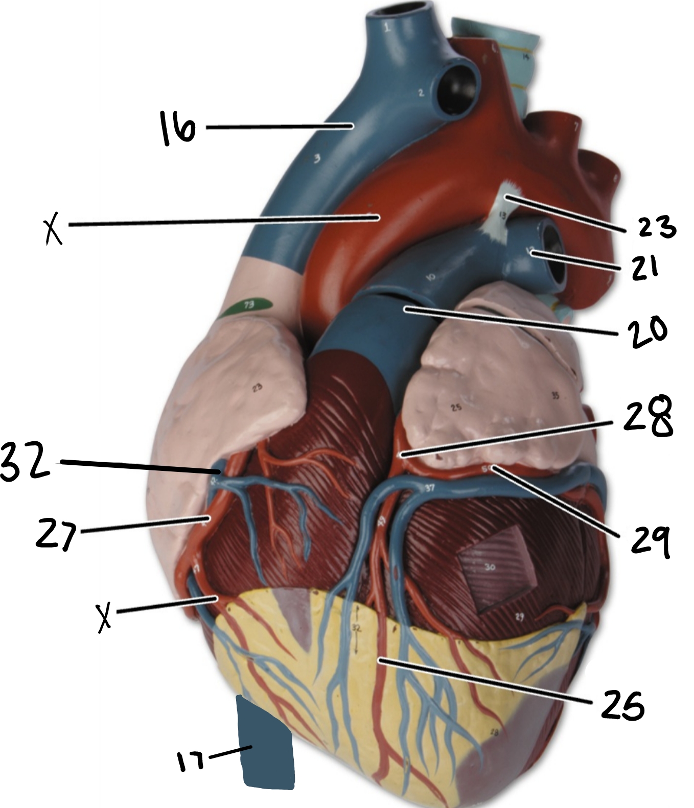 <p>27</p>