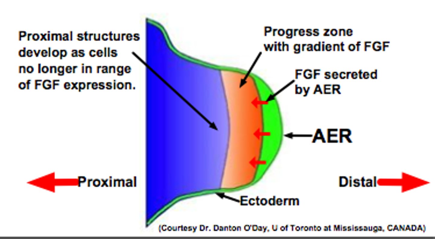 <p>Limbs arise from this and that governs limb formation</p>