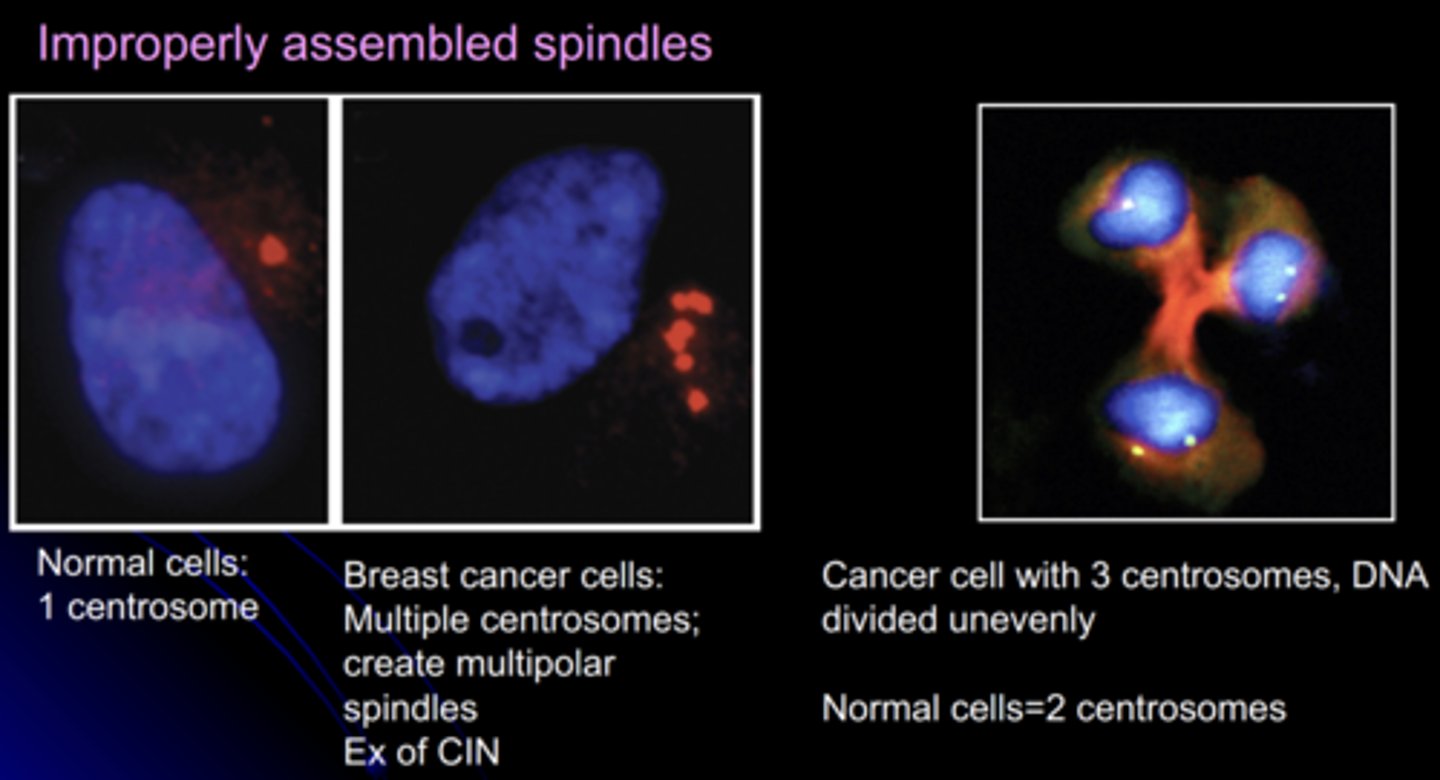<p>changes in chromosome #</p><p>- improperly assembled spindles</p>