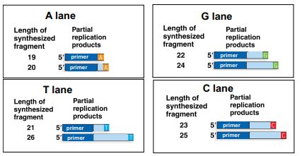 <p>The following is an image of results from the different sequence reactions for Sanger sequencing, where only one ddNTP is added per lane (ddATP, ddTTP, ddCTP or ddGTP). This shows the different length fragments produced in each of the reactions:<br></p><p>(a) Use the results of these reactions (the fragment lengths and which lanes they are in) to determine the sequence of this region of the gene.</p><p>(b) Why did replication stop at 22 bases in the G lane?</p><p>(c) If the reaction stopped at 22 bases in the G lane, why is there also a fragment 24 bases long in the same lane?</p>