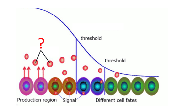 <p>Signalling molecules that cause a change in cells during their development. Changes in concentration give rise to different effects, and therefore different cell types.</p>