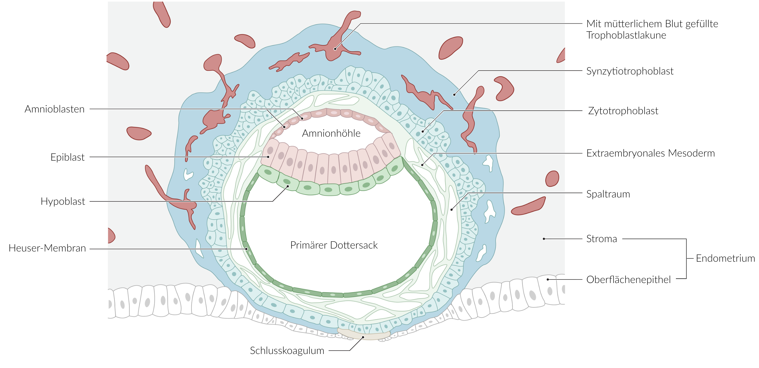 <p>C. Epithelial cells of the yolk sac</p>