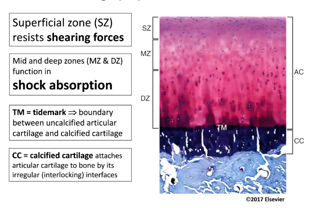 <ul><li><p>Superficial zone (SZ) - resists shearing forces</p></li></ul><ul><li><p>Mid and deep zones (MZ & DZ) function in shock absorption</p></li><li><p>TM = tidemark → boundary between uncalcified articular cartilage and calcified cartilage (Attaches articular cartilage to underlying subchondral bone)</p></li><li><p>CC = calcified cartilage attaches articular cartilage to bone by its irregular (interlocking) interfaces</p></li></ul><p></p>