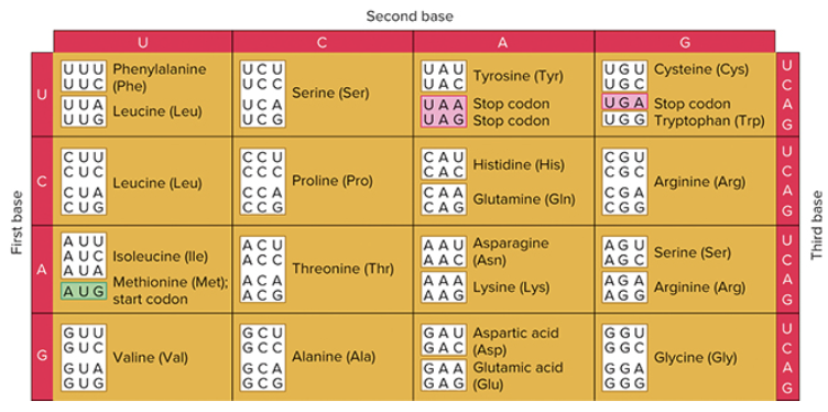 <p>at tRNA’s anticodon is 5’GGC3’. what amino acid is attached to it?</p>