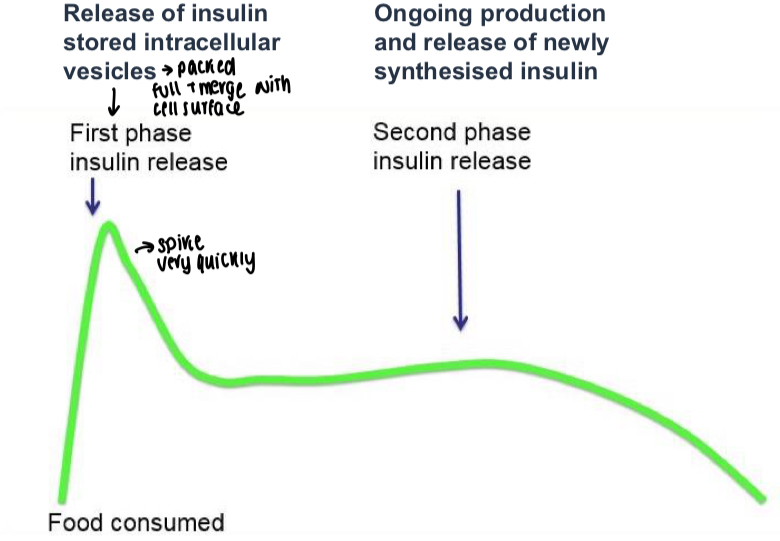 <p>Stable first peak that spikes quickly before second phase release </p>