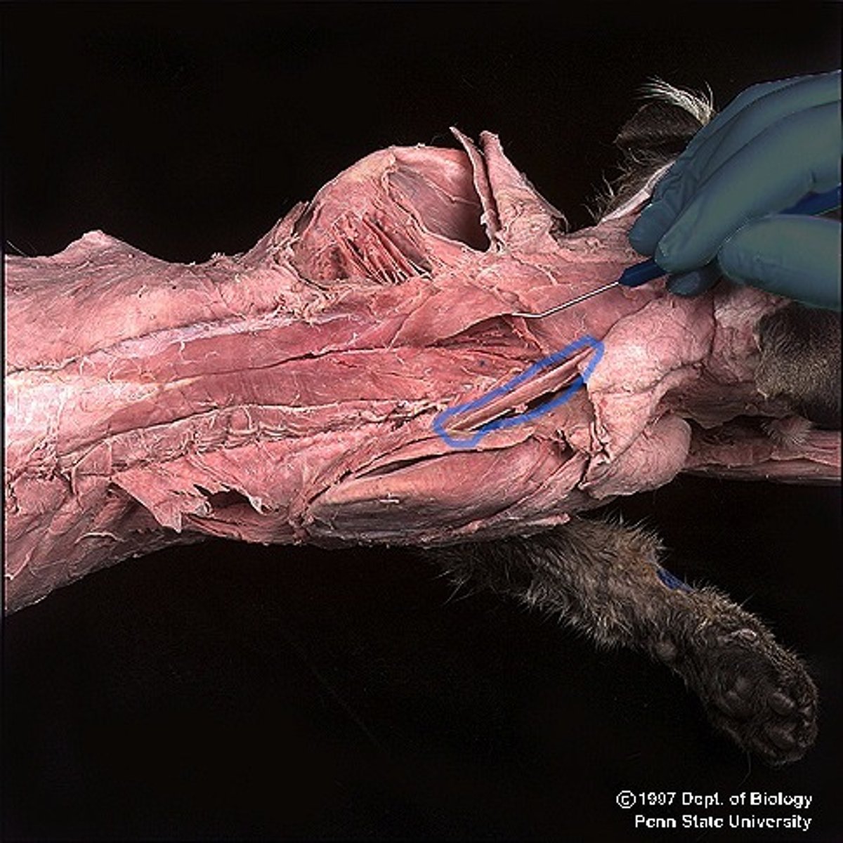 <p>What muscle is this?</p><p>Origin?</p><p>Insertion?</p><p>Function?</p><p>Innervation?</p><p>What larger muscle is this part of?</p>