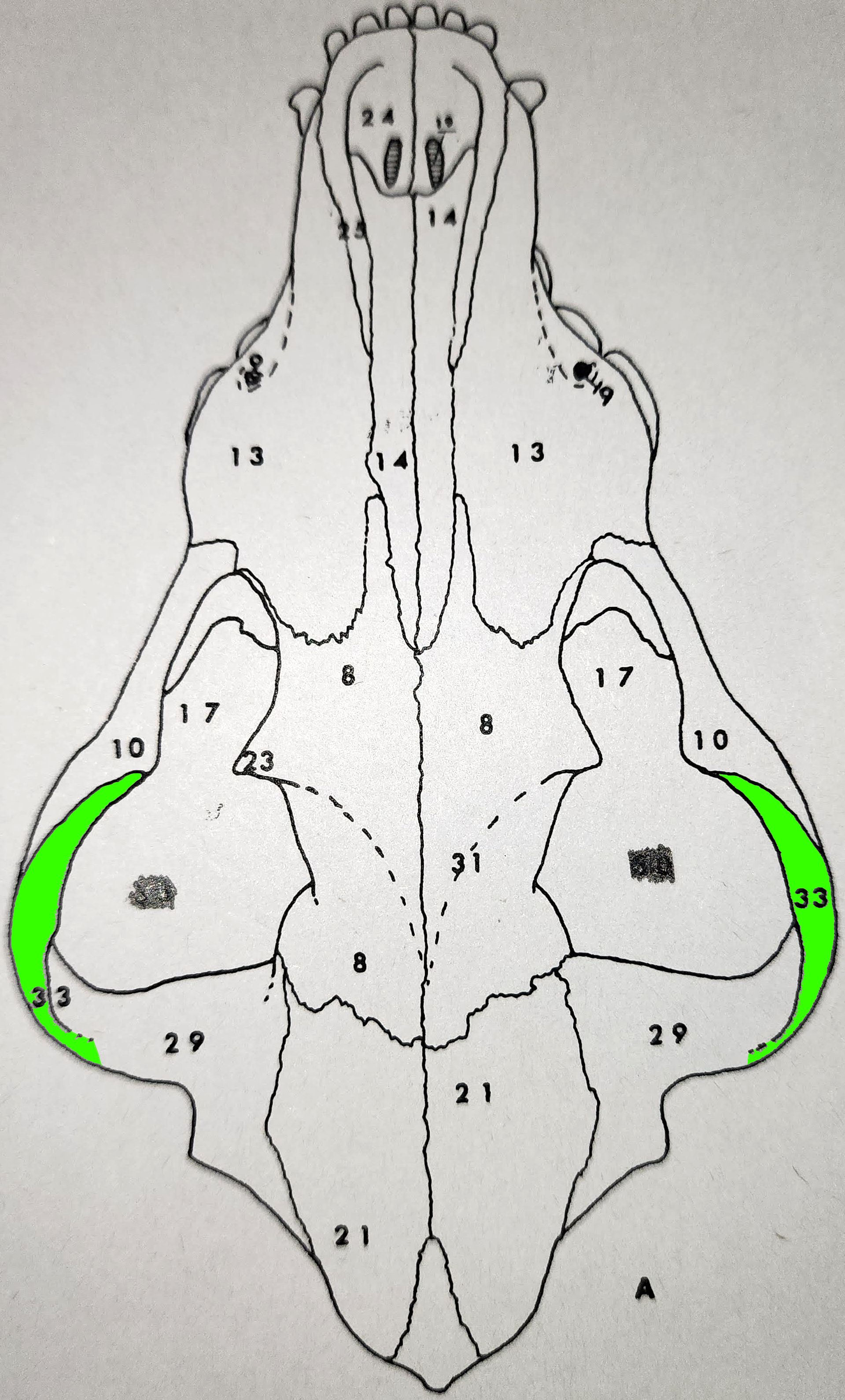 knowt flashcard image