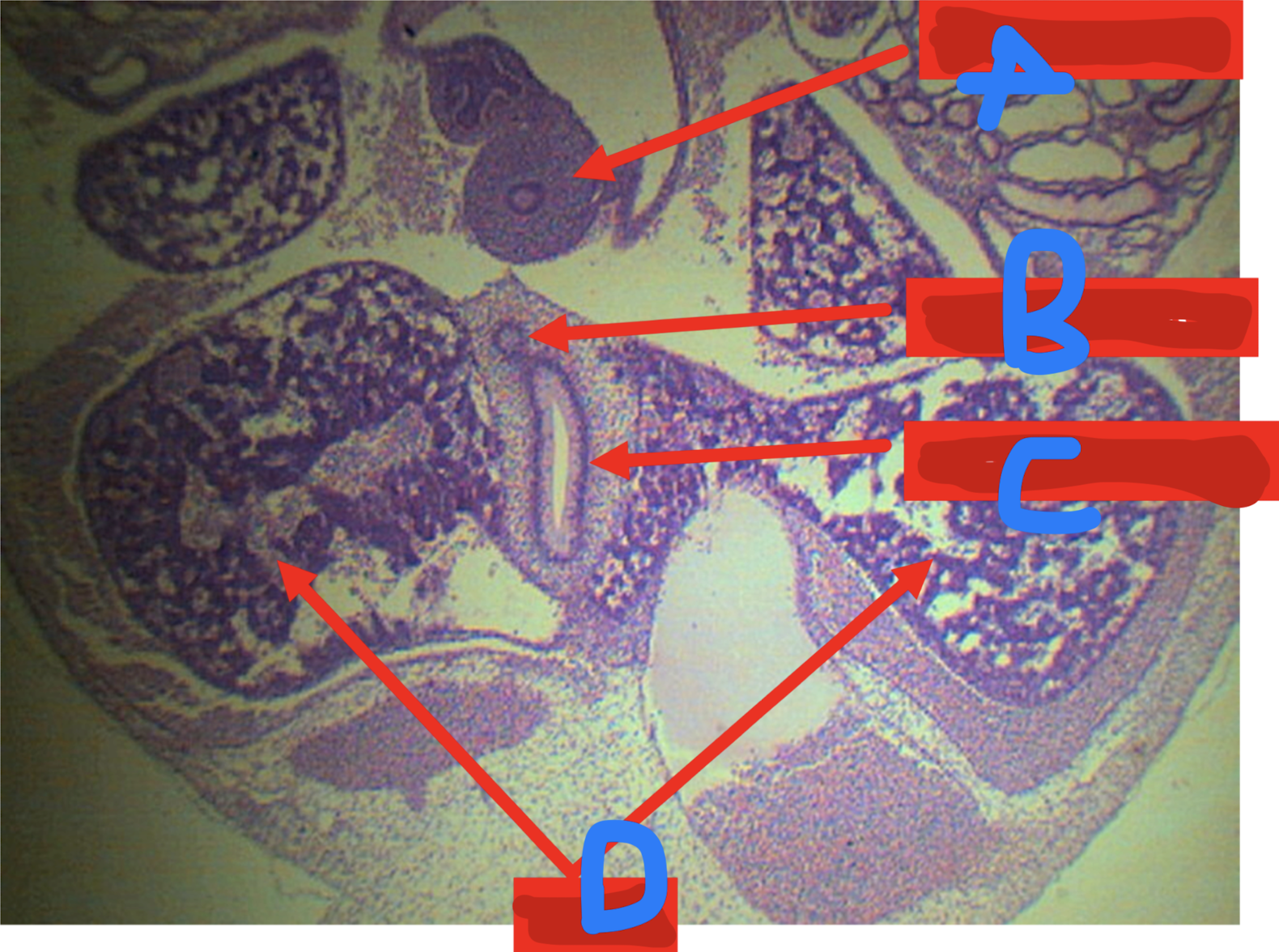 <p>Identify the structure</p>