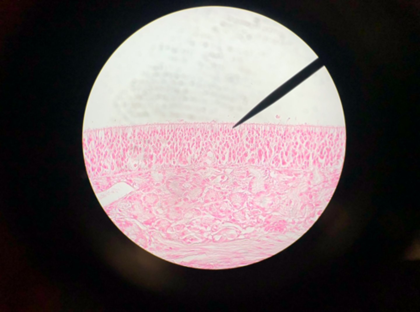 <p>What tissue is depicted on the microscope slide?</p>