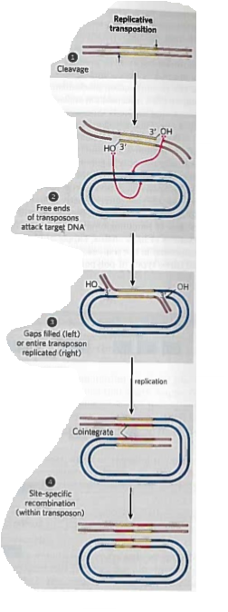<ul><li><p>Transposon is replicated (a copy is left at the donor site)</p></li><li><p>An intermediate cointegrate forms</p><ul><li><p>Cointegrate consists of the donor region covalently linked to DNA at the target site and contains 2 copies of the transposon, with the same relative orientation</p></li><li><p>Possible site-specific recombination in cointegrate intermediate</p></li></ul></li></ul>