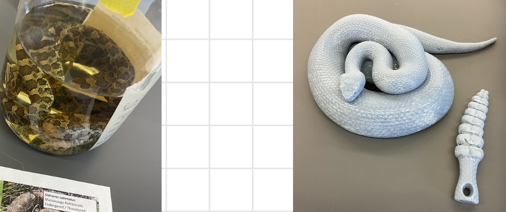 <p>Sistrurus catenatus</p><p>Massasauge Rattlesnake</p><p>Endangered/Threatened</p>