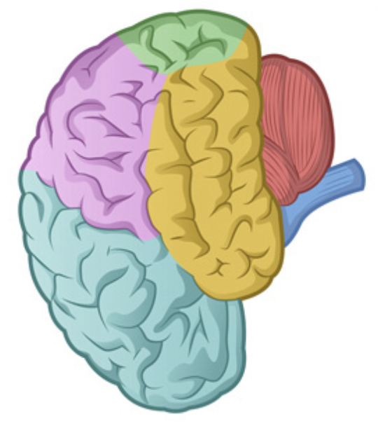 <p>What is the name of the purple region?</p>