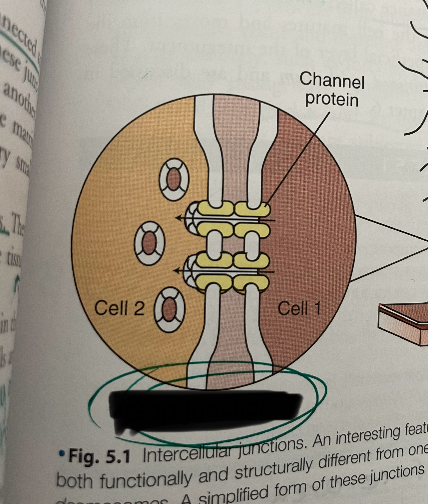 <p>what type of junction is this?</p>