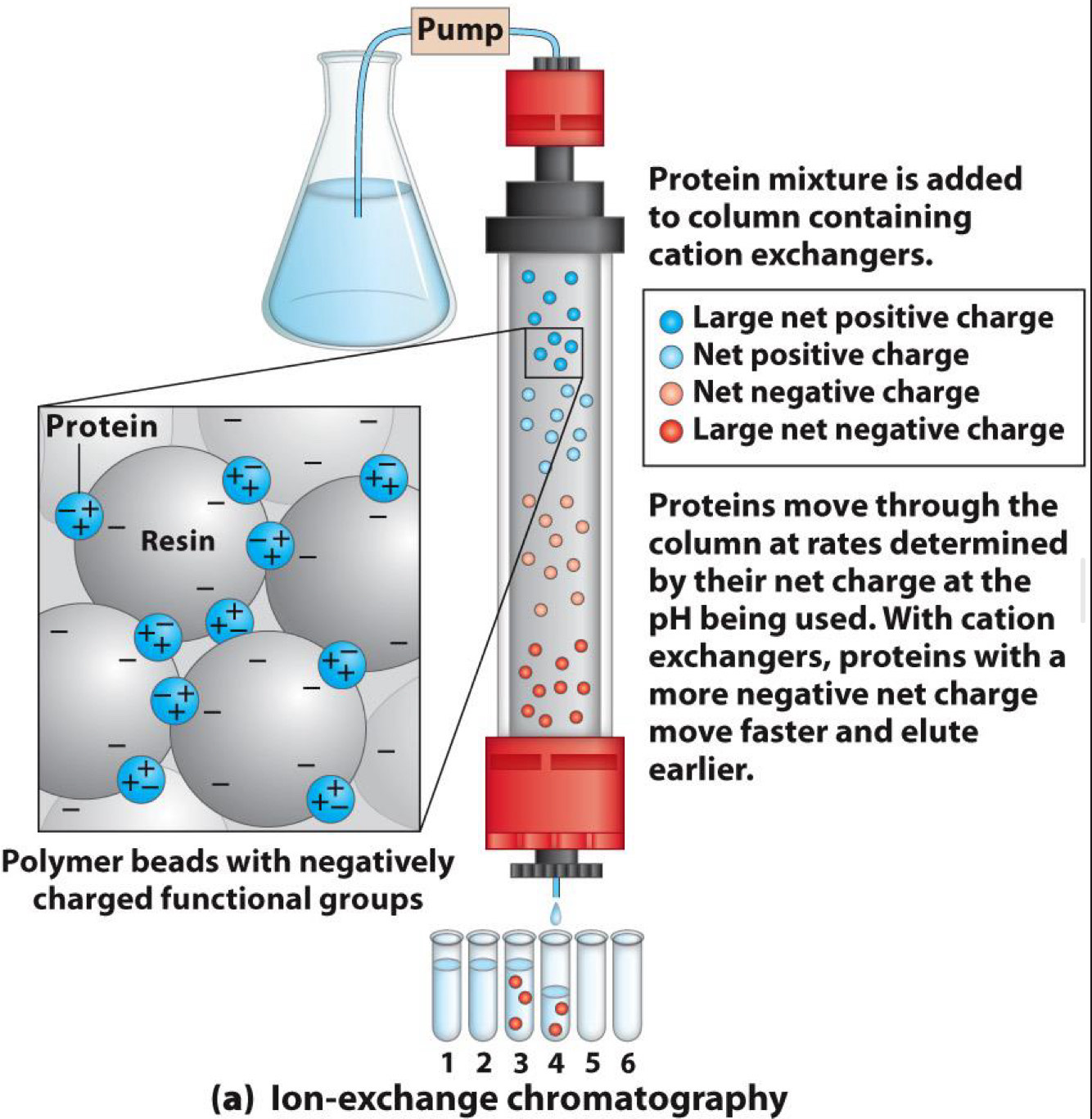 <p><span>Ion exchange:</span><br>- <span>Separates by charge</span><br><span>- Solid phase has affinity for positive ions (cation exchange)</span><br><span>- Or solid phase has affinity for negative ions (anion exchange)</span><br></p>