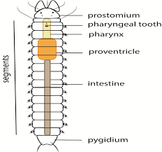 <p>The posterior (ending) part of a segmented organism, bears the anus. Metameres (segments) form in front of this structure</p>