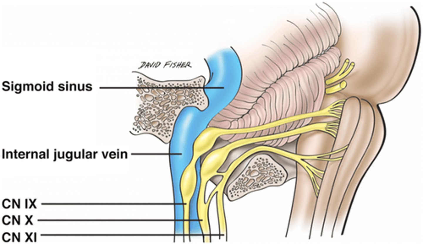 <p>The somatic efferents (motor fibers) of the glossopharyngeal nerve course through its sensory ganglia without synapsing.</p><p>allows direct control of muscles involved in swallowing and speech without interruption</p>