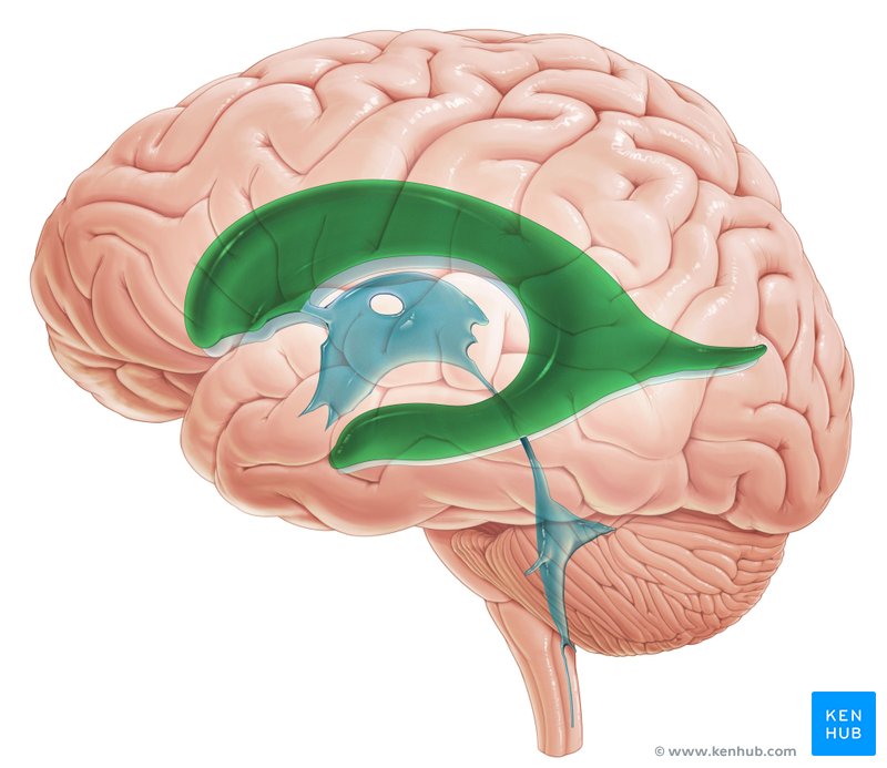 portions of the ventricular system that are in the region of the cerebrum