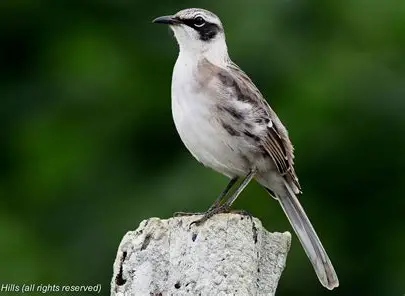 <p>Mockingbird Species</p><p>comprises several subspecies (only one of them pictured) </p><p>found on remaining major islands </p>
