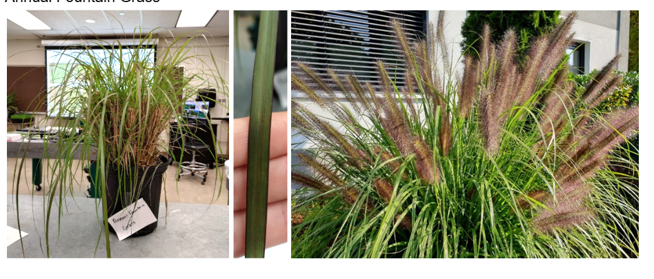 <p>Annual Fountain Grass</p>