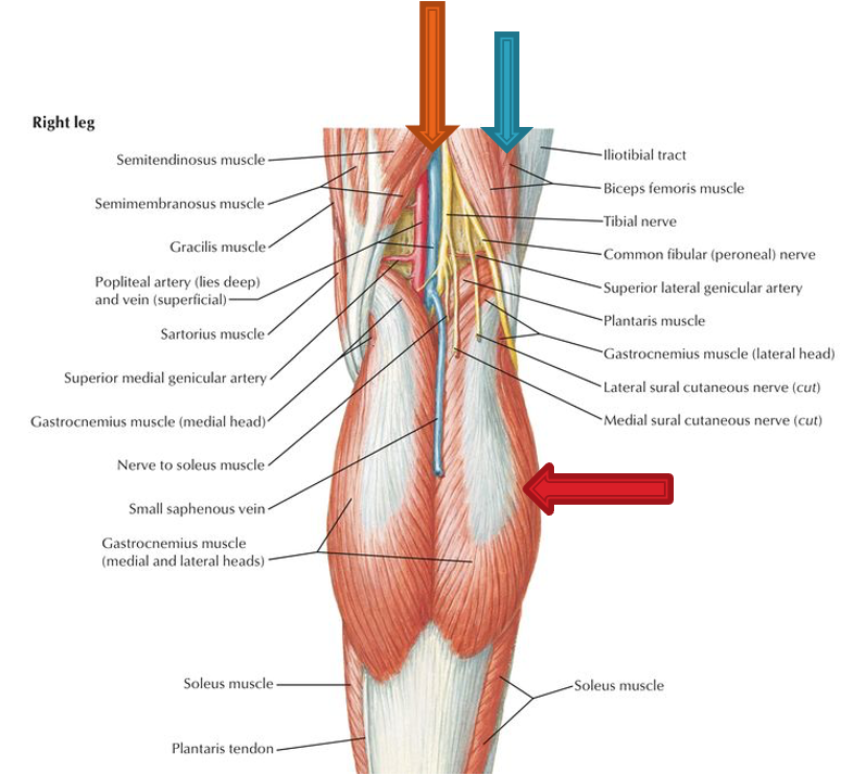 <p><strong>superior:</strong> biceps femoris (superior lateral), semimembranosus and semitendinosus (superior medial)</p><p><strong>inferior:</strong> gastrocnemius (inferolateral and inferomedial)</p>