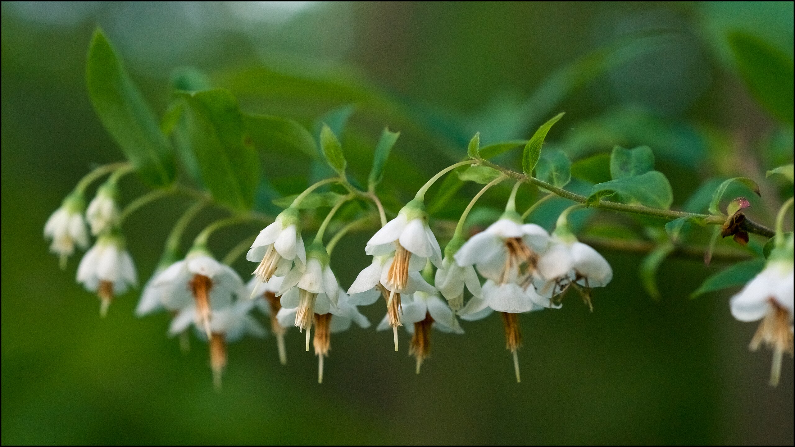<ul><li><p>native, FACU</p></li><li><p>shrub</p></li><li><p>bell shaped flowers</p></li></ul>