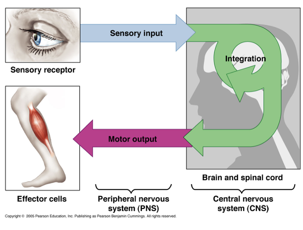 <ul><li><p>Maintaining homeostasis</p></li><li><p>Receiving sensory input</p></li><li><p>Integrating information</p></li><li><p>Controlling muscles and glands</p></li><li><p>Establishing and maintain mental activity</p></li></ul><p></p>