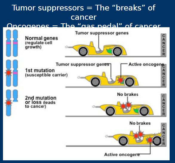 <p><span style="color: rgb(0, 0, 0);"><strong><span>Tumor suppressor genes</span></strong><span><br></span><span>  • Non-mutated: Suppresses cancerous</span><span><br></span><span>  pathways (e.g. cell cycle progression)</span><span><br></span><span>  • Mutated: Fails to suppress cancerous</span><span><br></span><span>  pathways</span></span></p>
