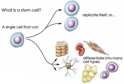 <p>cells that have the ability to replicate themselves: self-renewal</p><p></p><p>capable of differentiating into many different cell types</p><p></p><p><strong>Importance:</strong></p><ol><li><p>support tissue growth during developmental stage</p></li><li><p>maintain tissue homeostasis: replace cells that are lost or naturally turn over</p></li><li><p>repair and regenerate after injury</p></li></ol><p></p>