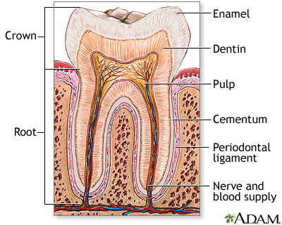 <p>the pulp-filled cavity in the root of a tooth</p>