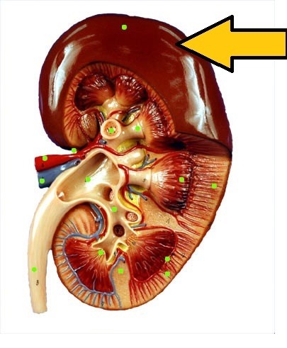 The connective tissue covering the external surface of the kidney.