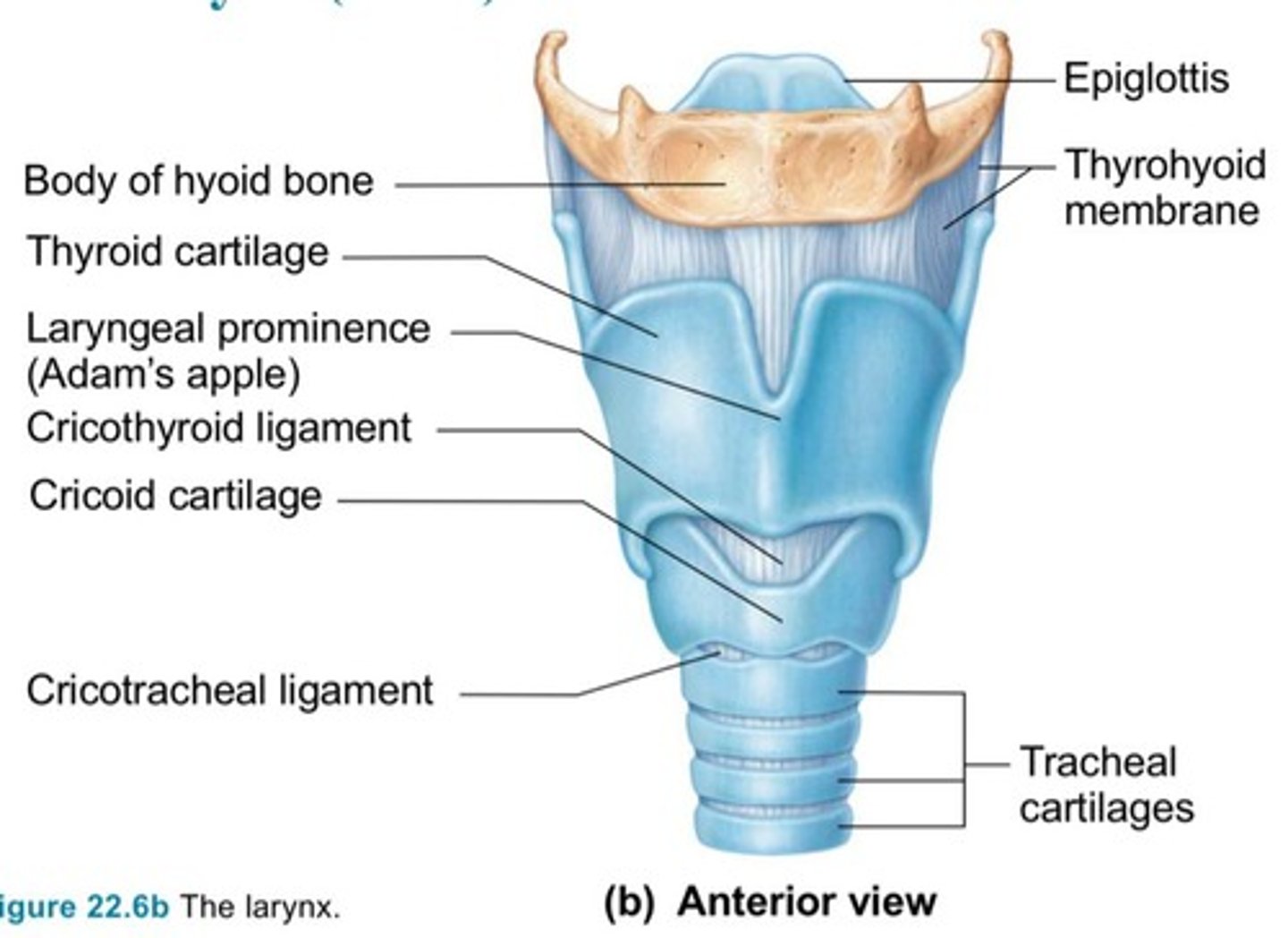 <p>The voice box that provides a patent airway, routes air and food into proper channels, and produces voice.</p>